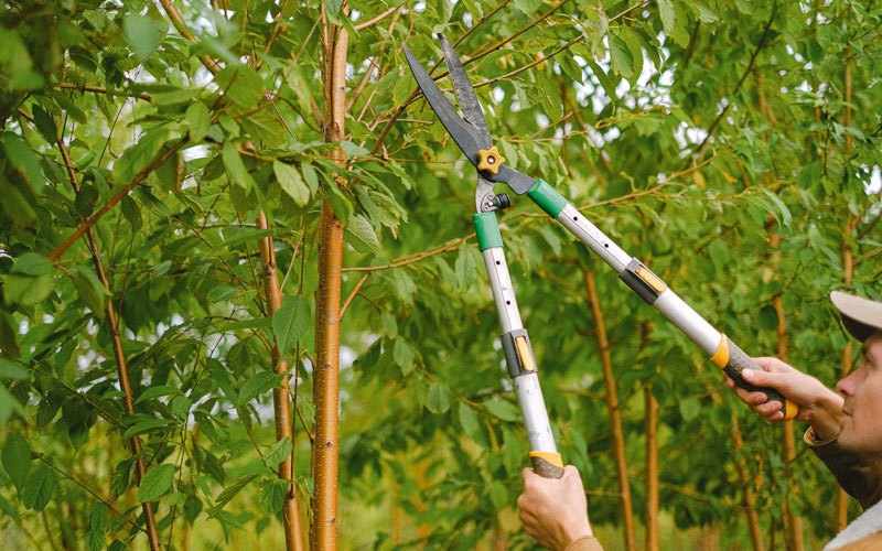 Tree trimming in La Pine, OR
